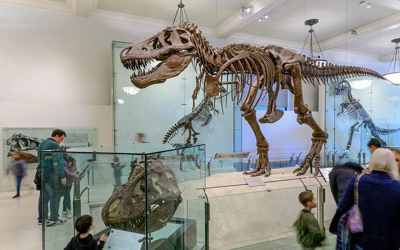 Dinosaur skeleton displayed at the American Museum of Natural History