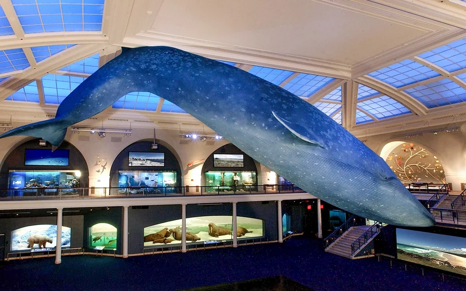 Large blue whale model suspended above a museum gallery