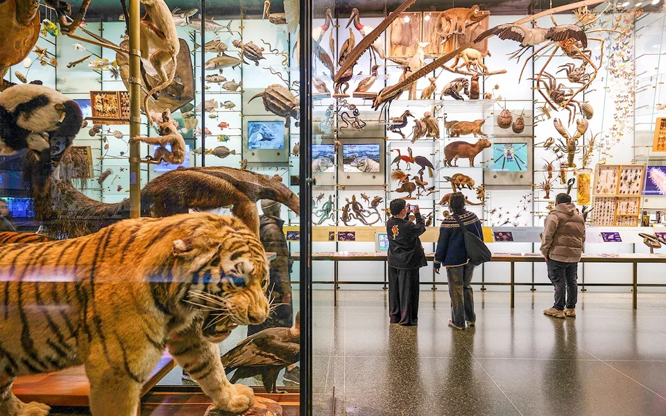 Visitors looking at wildlife exhibits in a natural history gallery